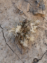 Dasyochloa