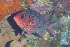 Sargocentron violaceum