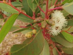 Eucalyptus angulosa
