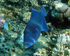 Pseudobalistes fuscus