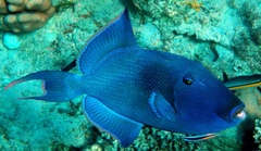 Pseudobalistes fuscus