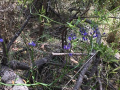Comesperma volubile