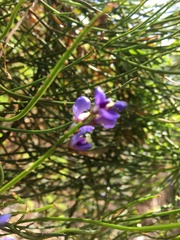Comesperma volubile