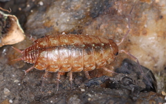 Philoscia affinis