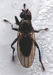 Sphaeroceridae