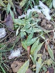 Centaurea fuscomarginata