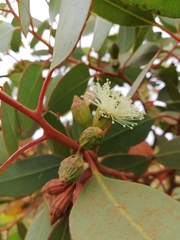 Eucalyptus angulosa
