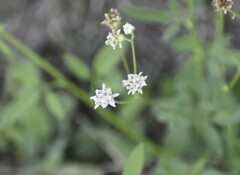 Florestina tripteris