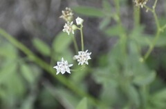 Florestina tripteris