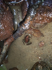 Minervarya sahyadris