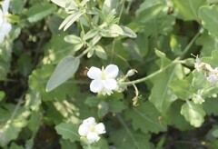 Nerisyrenia camporum