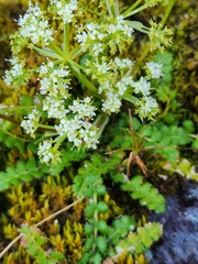 Anisotome aromatica