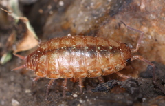Philoscia affinis