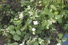 Nerisyrenia camporum