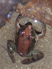 Minervarya sahyadris