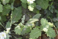 Rhynchosida physocalyx