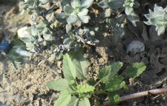 Rhynchosida physocalyx