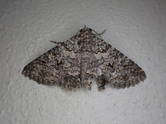 Polydesma umbricola