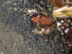 Minervarya sahyadris