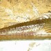 Sarritor knipowitschi - Photo (c) sergeymakeev, algunos derechos reservados (CC BY-NC)