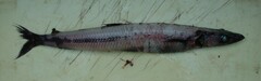 Scopelosaurus harryi