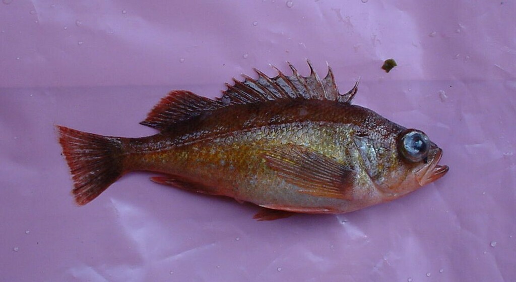 Marvelous Rockfish