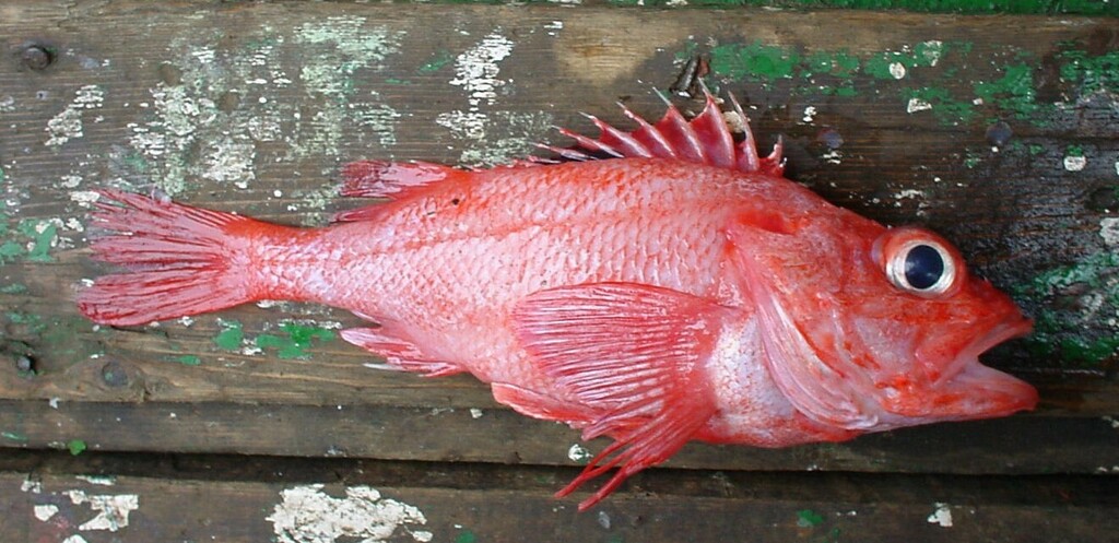 Broadbanded Thornyhead
