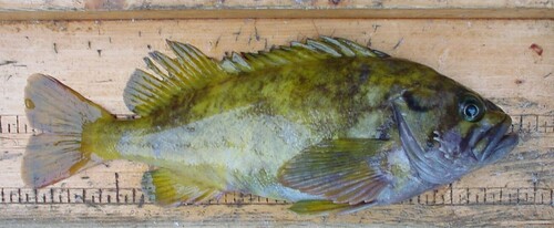 Gray rockfish (Sebastes glaucus) — Sebastidae — 5