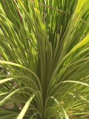 Xanthorrhoea preissii