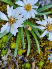 Celmisia major brevis