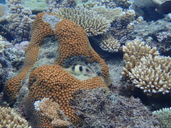 Parupeneus crassilabris