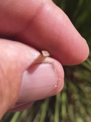 Xanthorrhoea preissii