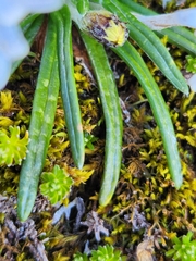 Celmisia major brevis