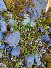 Celmisia major brevis