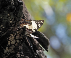 Charaxes sempronius