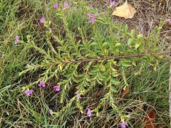 Cuphea hyssopifolia
