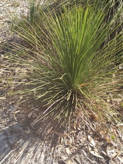 Xanthorrhoea preissii