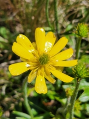 Ranunculus nivicola