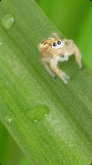 Araneae