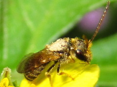 Halictus aerarius