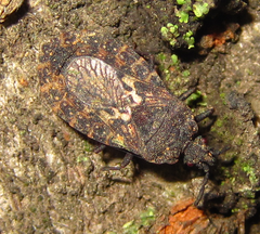 Neuroctenus castaneus