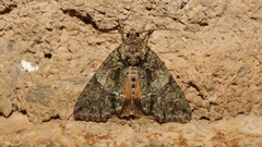 Polyphaenis sericata