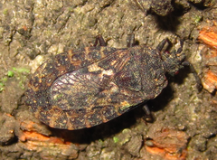 Neuroctenus castaneus