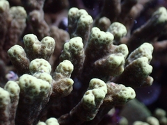 Porites nigrescens