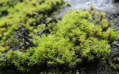 Grimmia lisae