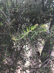 Acacia oxycedrus