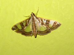 Glyphodes pyloalis