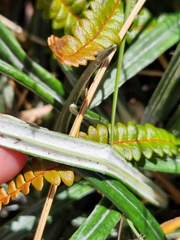 Celmisia major brevis