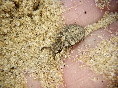 Distoleon contubernallis