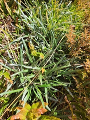 Celmisia major brevis